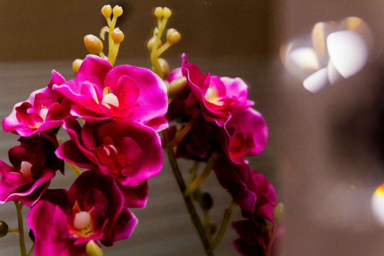 Orchid Superior Summerland